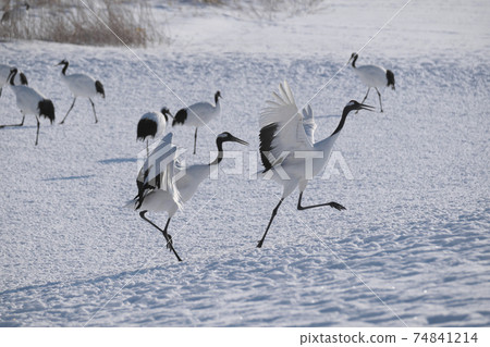 Mai Tsuru Mai Tsuru 74841214