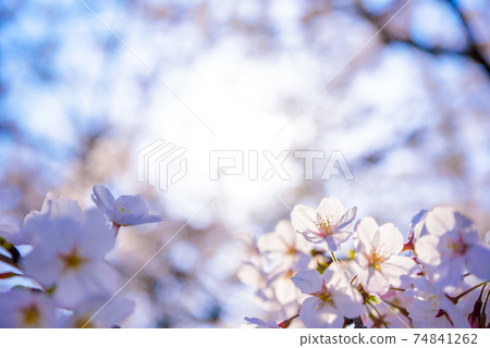 A cherry blossom in full bloom that shines against the sun against the sun. A cherry blossom in full bloom that shines against the sun against the sun. 74841262