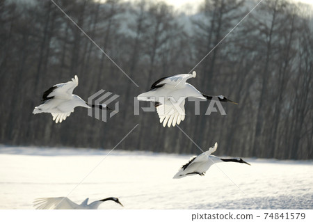Flight cranes Flight cranes 74841579