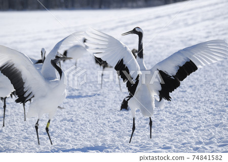 Dance of cranberries 74841582