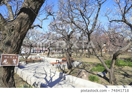 Spring Oyata Park (Oyata Koen) Oyata, Adachi-ku, Tokyo Spring Oyata Park (Oyata Koen) Oyata, Adachi-ku, Tokyo 74841718