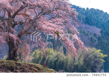 從“群馬縣”垂枝櫻花 從“群馬縣”垂枝櫻花 74841755