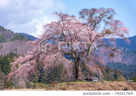 Weeping cherry blossoms from "Gunma Prefecture" Weeping cherry blossoms from "Gunma Prefecture" 74841764