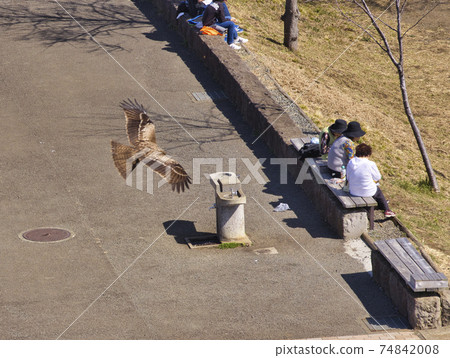 Tonbi aiming prey person Tonbi aiming prey person 74842008