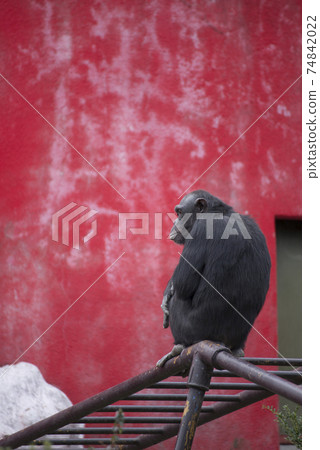 Red wall chimpanzee 74842022