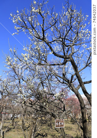 春季大谷公園（大谷公園）足立區大谷綠花梅 74842037