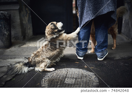 Dog on the street asking woman for food. Dog on the street asking woman for food. 74842048