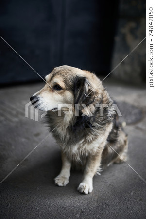 Portrait of the dog. 74842050