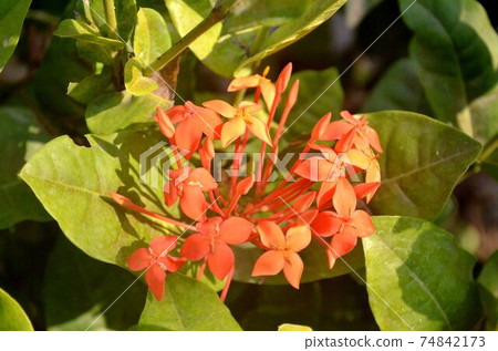 Red flowers  74842173