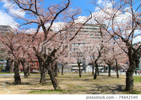 Sakura in Sendai Nishi Park (Sendai City, Miyagi Prefecture) Sakura in Sendai Nishi Park (Sendai City, Miyagi Prefecture) 74842540