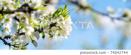 李花 李子花 春天 白色 オリエンタルプラム Oriental Plum blossom 74842744