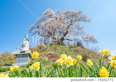 Higanzakura from "Gunma Prefecture" 74842771