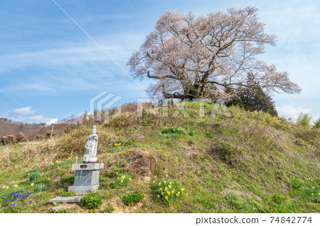 來自“群馬縣”的Higanzakura 74842774