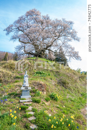 Higanzakura from "Gunma Prefecture" Higanzakura from "Gunma Prefecture" 74842775