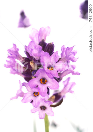 English lavender 74842900