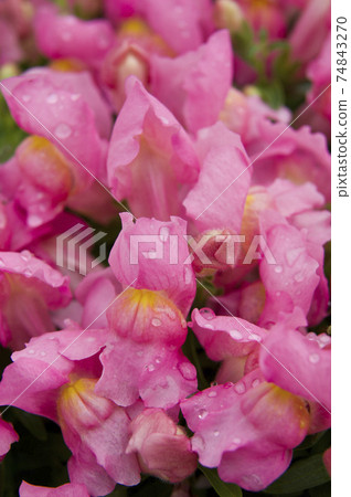 粉色的金魚草盛開 學名是antirrhinum Majus 照片素材 圖片 圖庫