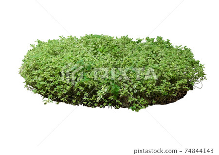 Bush isolated Bush isolated 74844143