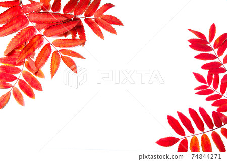 Rowan leaves in the corners. Rowan leaves in the corners. 74844271