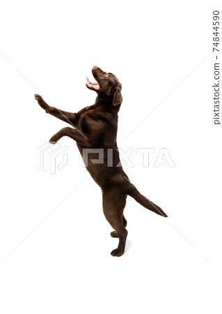 The brown, chocolate labrador retriever playing on white studio background The brown, chocolate labrador retriever playing on white studio background 74844590