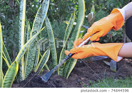 Be wearing orange rubber gloves to pick up the streel crowbar for shoveling the garden soil. Be wearing orange rubber gloves to pick up the streel crowbar for shoveling the garden soil. 74844596