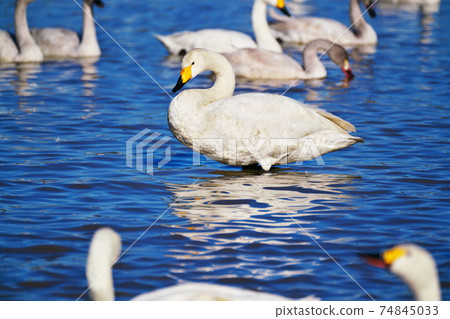 Tundra swan relaxing on the surface of the water Tundra swan relaxing on the surface of the water 74845033