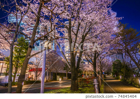 Night cherry blossoms and cityscape of Akasaka, Minato-ku, Tokyo Night cherry blossoms and cityscape of Akasaka, Minato-ku, Tokyo 74845404