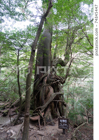 Yakushima 2020 Yakusugi 74845447