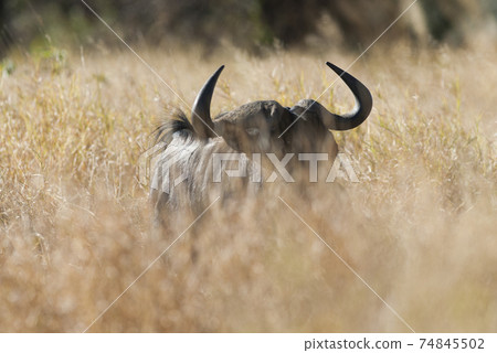 Black wildebeest, Africa 74845502