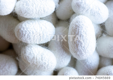 Group of silkworm in white cocoon stage background Group of silkworm in white cocoon stage background 74845669