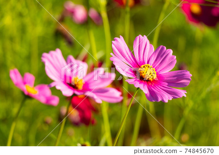 Beautiful pink color cosmos (Mexican aster) flower background Beautiful pink color cosmos (Mexican aster) flower background 74845670