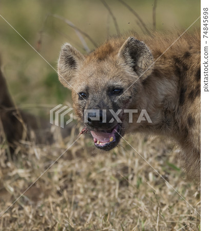 Hyena eating, Africa Hyena eating, Africa 74845698