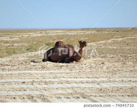 Dromedary Camel lies. Dromedary Camel lies. 74845710