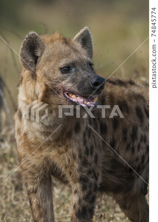 Hyena eating, Africa Hyena eating, Africa 74845774