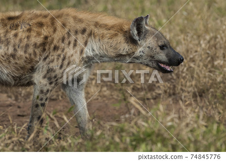 Hyena eating, Africa Hyena eating, Africa 74845776