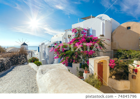 Famous Oia street with blooming flowers in the summer, Santorini, Greece 74845796