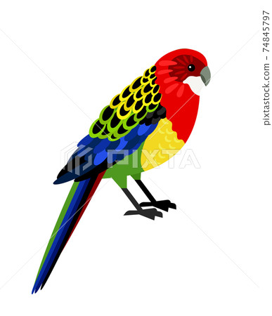 Colorful tropical parrot 74845797