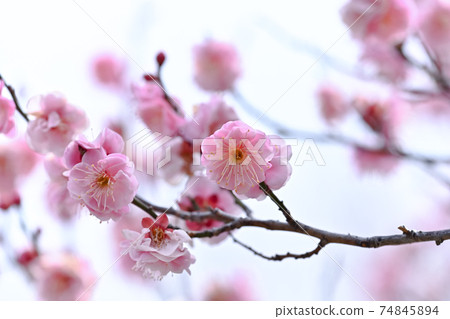 早春梅花 早春梅花 74845894