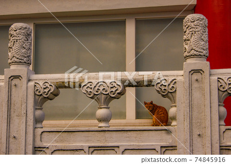 台灣基隆市貓 74845916