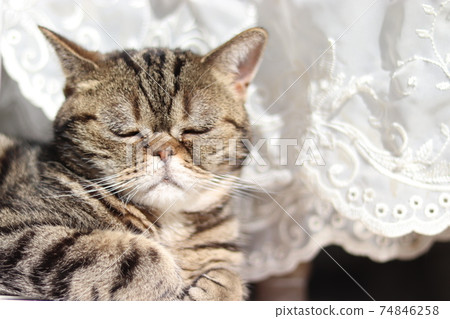 Lace curtain hem closes eyes Nose cat American Shorthair Brown Tabby Lace curtain hem closes eyes Nose cat American Shorthair Brown Tabby 74846258