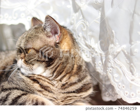 Lace curtain hem sideways nose cat American Shorthair Brown Tabby 74846259