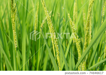 Rice flower Inaho (August) Rice flower Inaho (August) 74846617