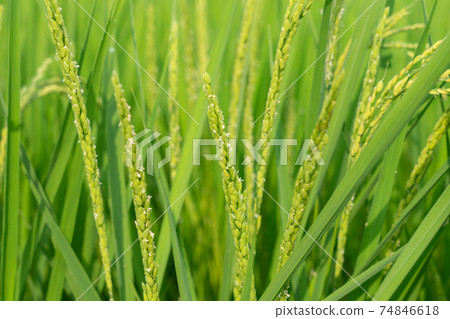 Rice flower Inaho (August) Rice flower Inaho (August) 74846618