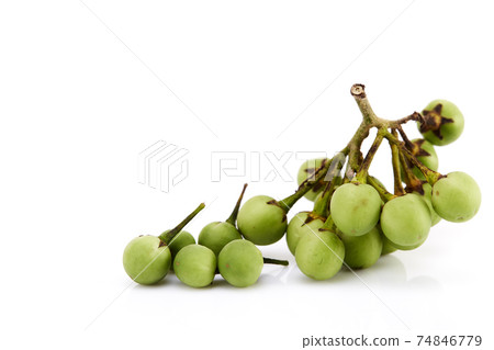 Solanum torvum ,Turkey berry on white Solanum torvum ,Turkey berry on white 74846779
