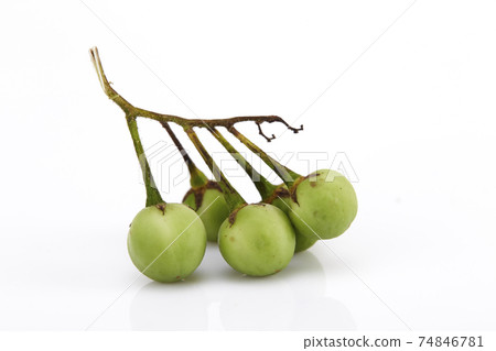 Solanum torvum ,Turkey berry on white Solanum torvum ,Turkey berry on white 74846781