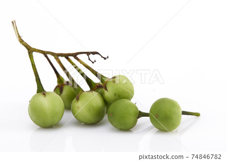 Solanum torvum ,Turkey berry on white 74846782