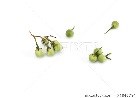 Solanum torvum ,Turkey berry on white 74846784