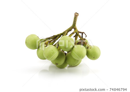Solanum torvum ,Turkey berry on white 74846794