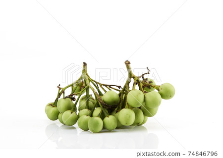Solanum torvum ,Turkey berry on white 74846796