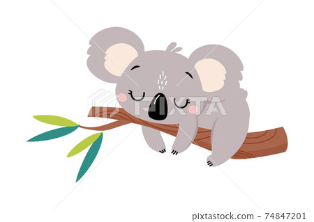 koala sleeping in tree