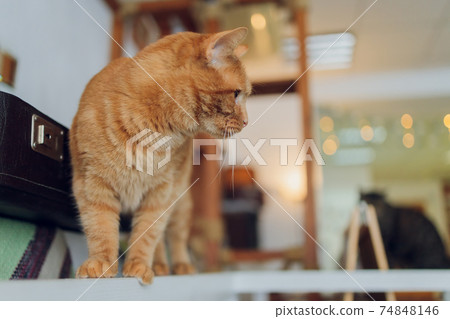 Red lazy cat with big eyes. Cute lovely fluffy cat. Red lazy cat with big eyes. Cute lovely fluffy cat. 74848146